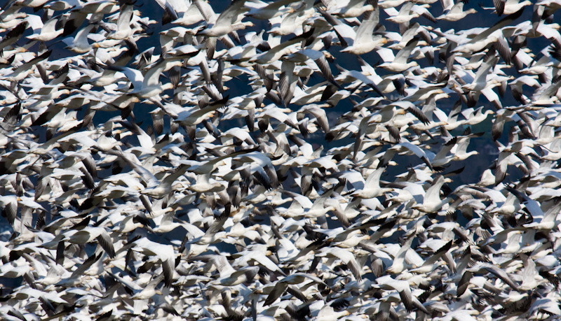 Snow Geese In Flight